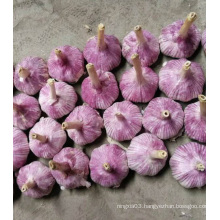 fresh red purple white wholesale china garlic price